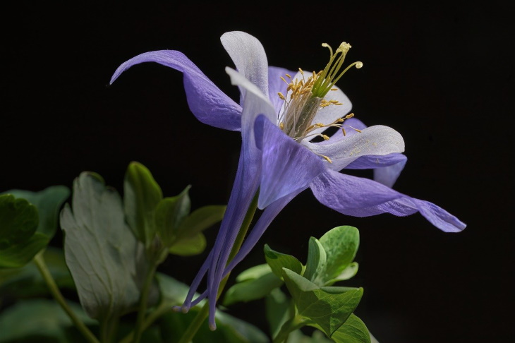 Deer Resistant Perennial Flowers Columbine (Aquilegia spp.)