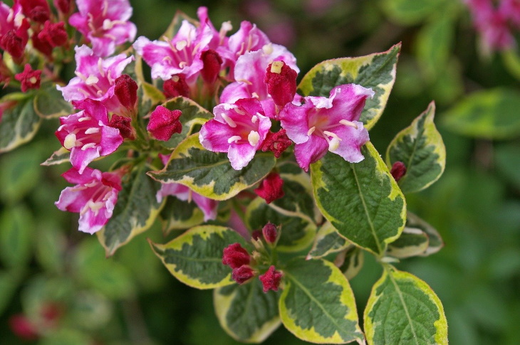 Deer Resistant Perennial Flowers Weigela (Weigela)