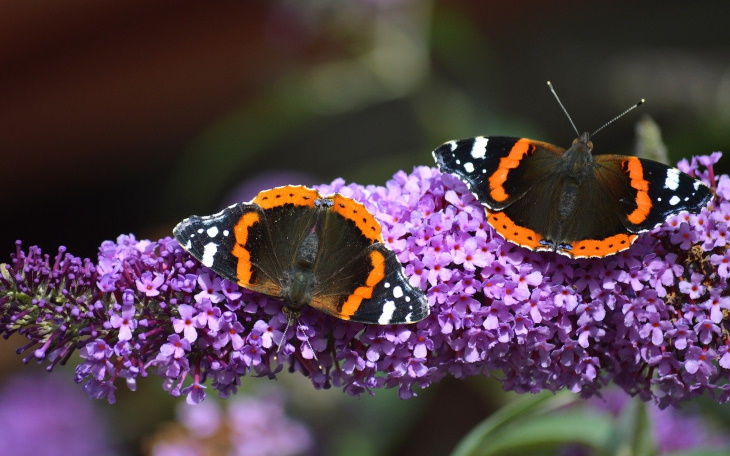 Deer Resistant Perennial Flowers Butterfly bush (Buddleja davidii)