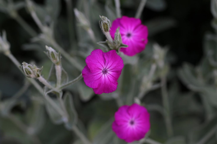 Deer Resistant Perennial Flowers Rose Campion (Lychnis coronaria)