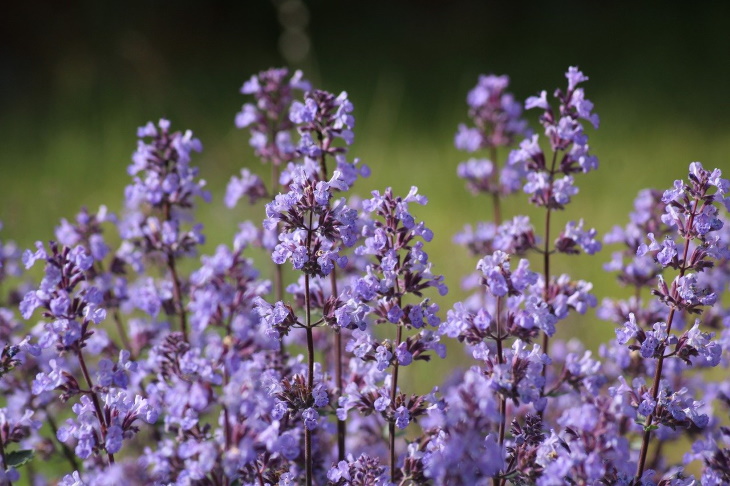 Deer Resistant Perennial Flowers Catnip (Nepeta cataria)