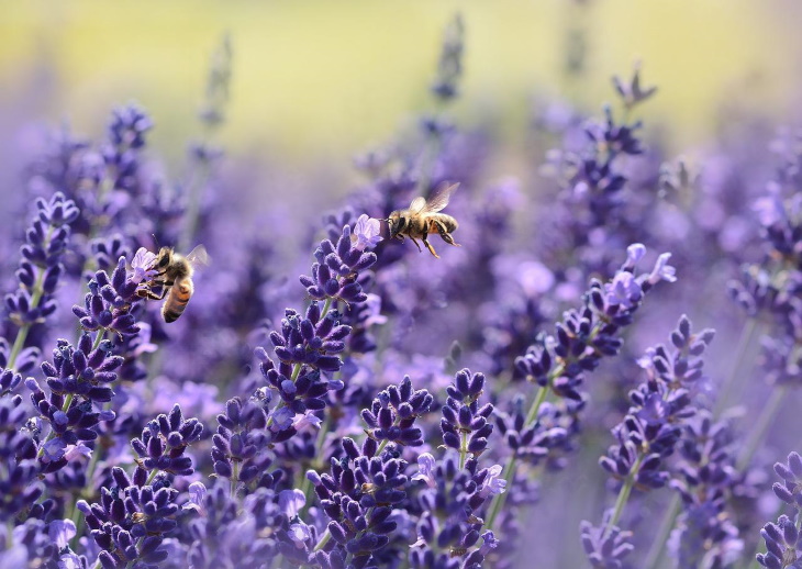 Deer Resistant Perennial Flowers Lavender (Lavandula spp.)