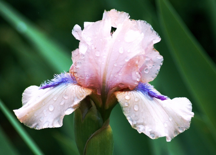 Deer Resistant Perennial Flowers Bearded Iris (Iris germanica)