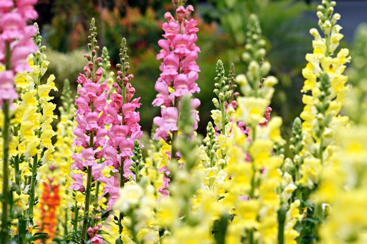 Deer Resistant Perennial Flowers Snapdragon (Antirrhinum)