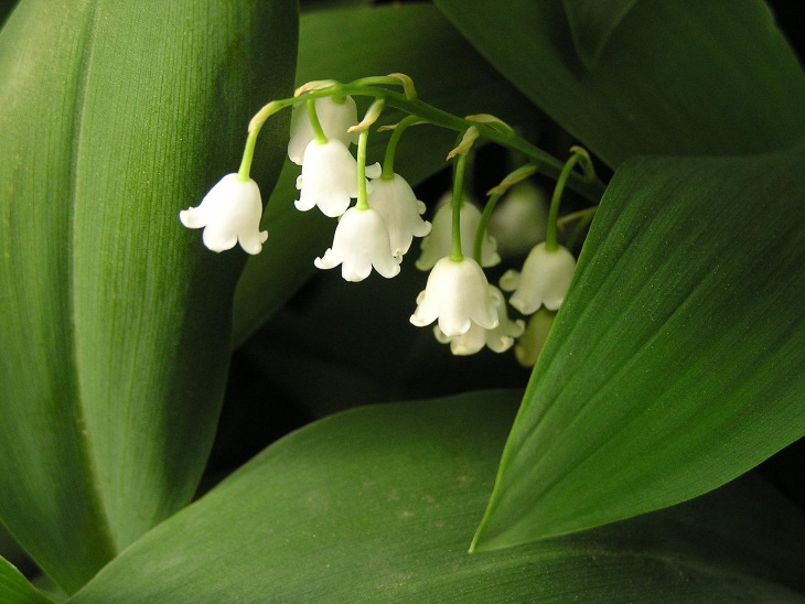 Deer Resistant Perennial Flowers Lily of the Valley (Convallaria majalis)