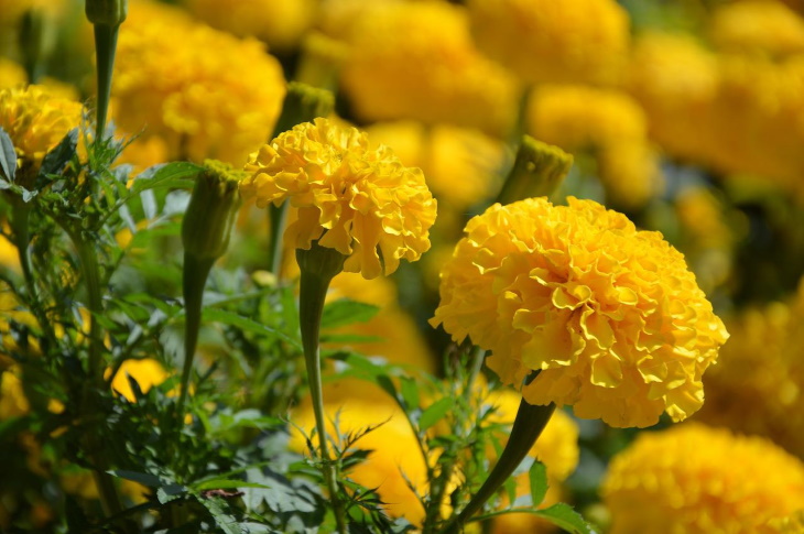 Deer Resistant Perennial Flowers Marigold (Tagetes spp.)