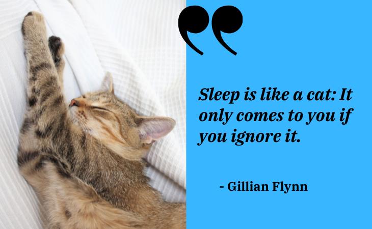 Funny Sleep Quotes, cat