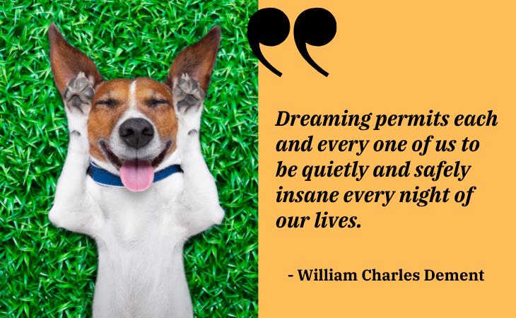 Funny Sleep Quotes, dreaming