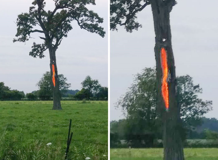 Creepy Nature tree struck by lightning 3 hours ago