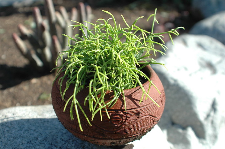  Longest Living Potted Plants Rhipsalis Cacti