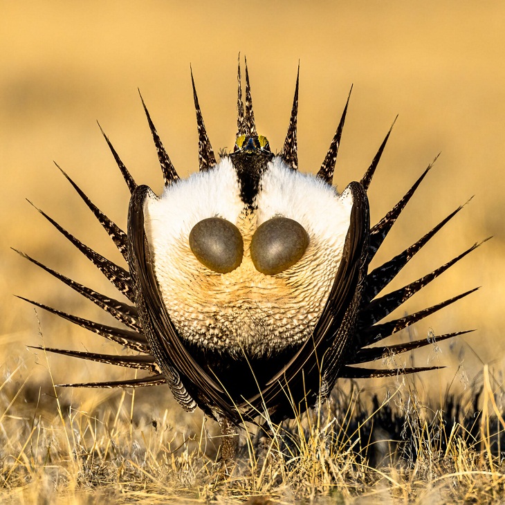 Bird Photographer of the Year 2022, sage grouse