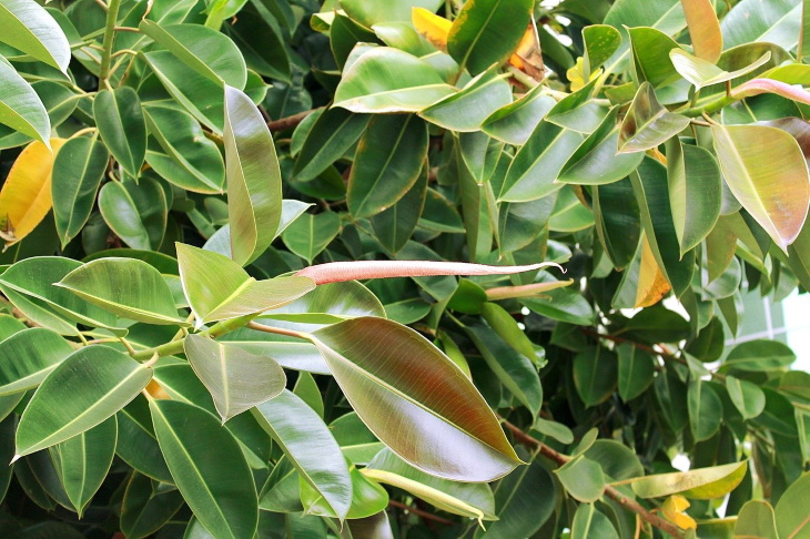  Longest Living Potted Plants Ficus Tree