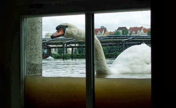 Creepy Nature swan in flooded window