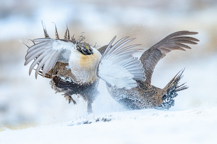 Bird Photographer of the Year 2022, Two sage grouses
