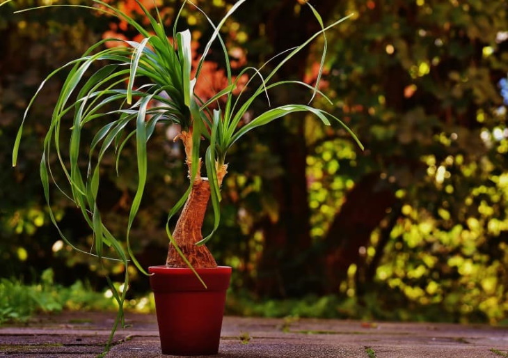  Longest Living Potted Plants Ponytail Palm (Beaucarnea recurvata)