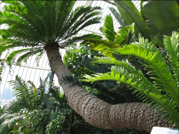  Longest Living Potted Plants Cycad at Kew Gardens
