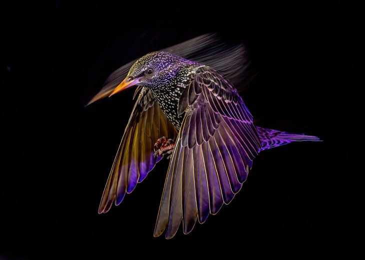 Bird Photographer of the Year 2022, Common starling