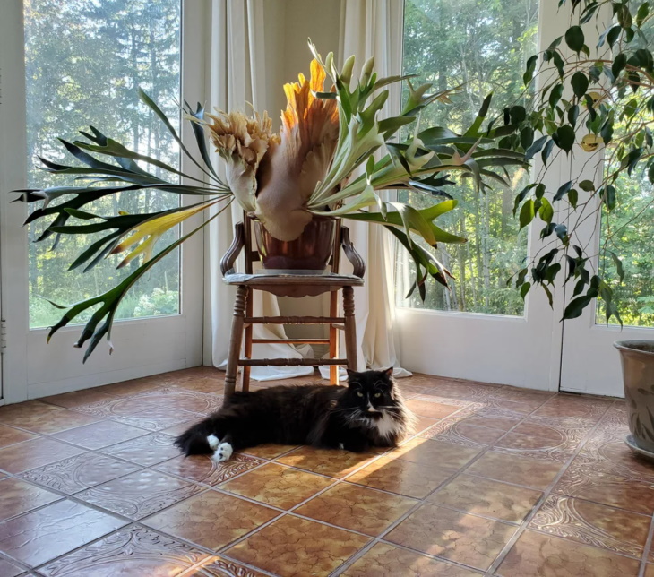  Longest Living Potted Plants Staghorn Ferns (Platycerium)