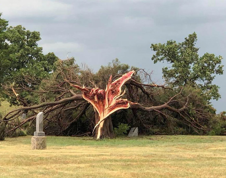 Creepy Nature tree in central Kansas