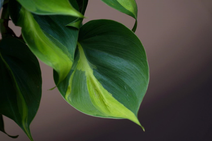  Longest Living Potted Plants Philodendrons