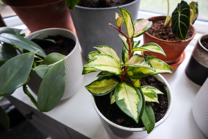  Longest Living Potted Plants Hoya