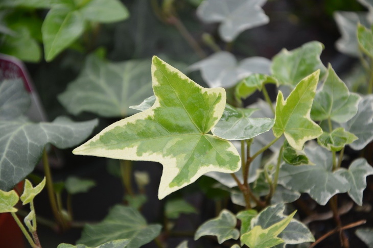  Longest Living Potted Plants English Ivy (Hadera Helix)