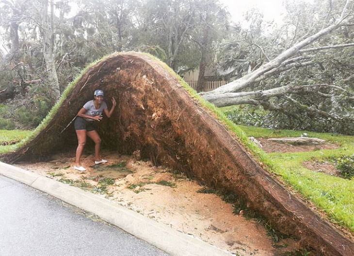 Creepy Nature yard in Daytona following hurricane Matthew