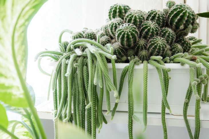  Longest Living Potted Plants Cacti