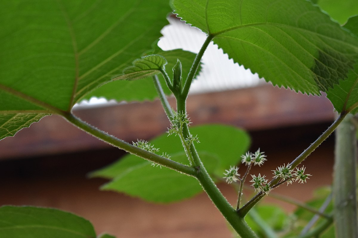 Dangerous plants - The gympie gympie stinging tree