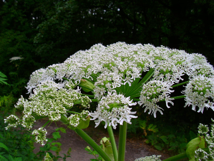 Dangerous plants - Giant hogweed