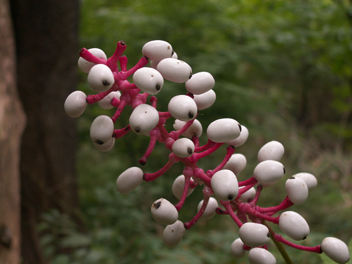 Dangerous plants - White banberry