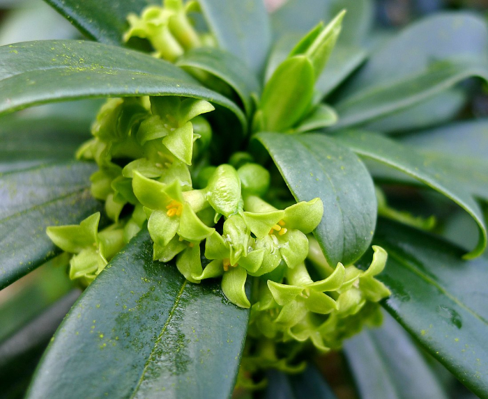 Dangerous plants - Spurge laurel