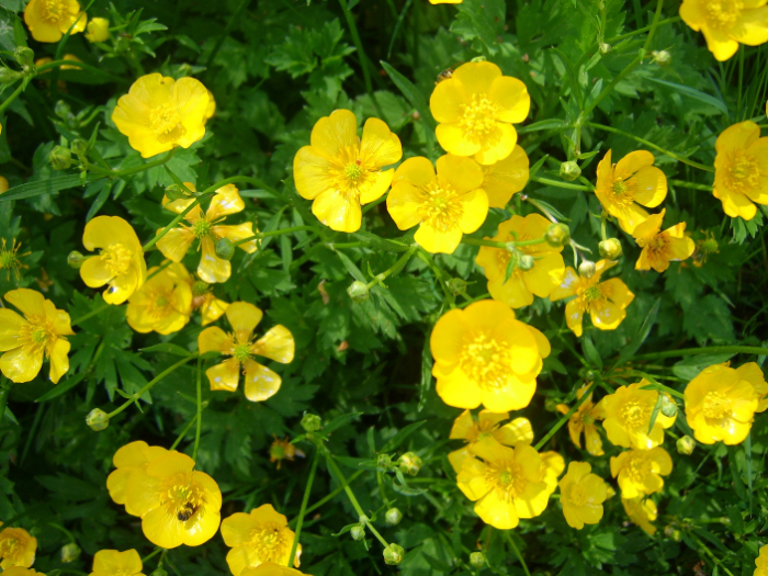 Dangerous plants - Ranunculus