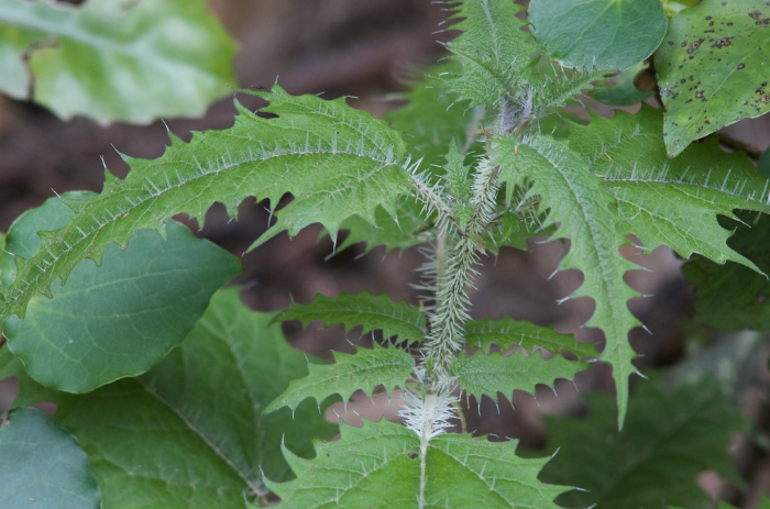 Dangerous plants - New Zealand tree nettle