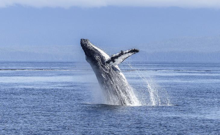 Feel-Good News Stories,whales