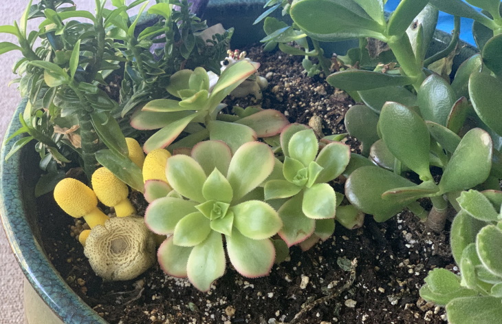 Mushrooms in Plants mushrooms in succulents