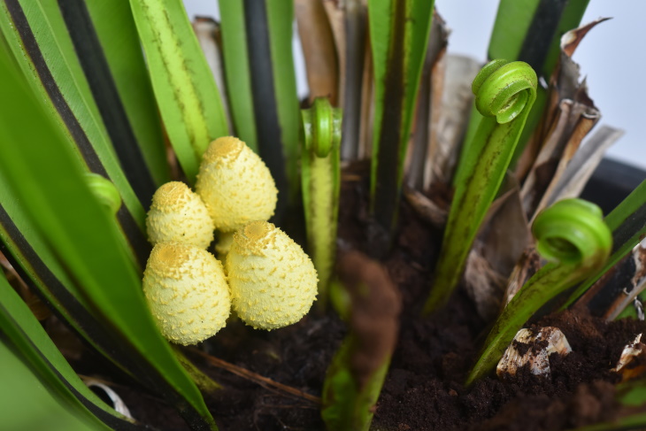 Mushrooms in Plants mushrooms in a fern