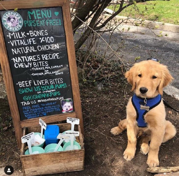 Feel-Good News Stories,dog cafe