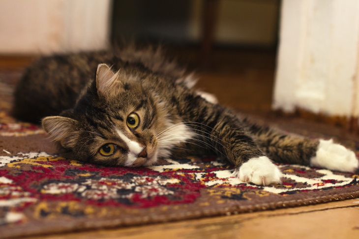 Natural Tips For a Pleasant Smelling Home cat on a carpet