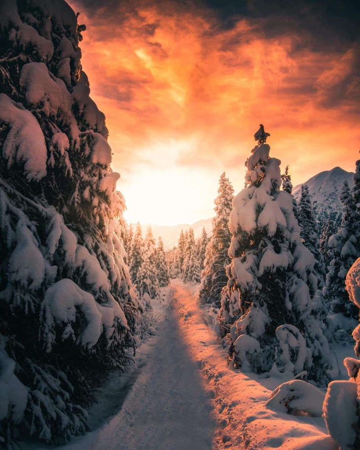 Alaska by Ian Merculieff snowy forest