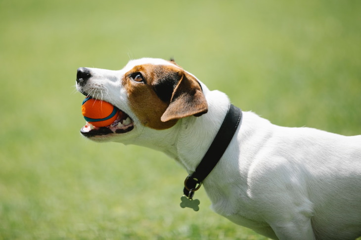 Longest-Living Dog Breeds Jack Russell Terrier 
