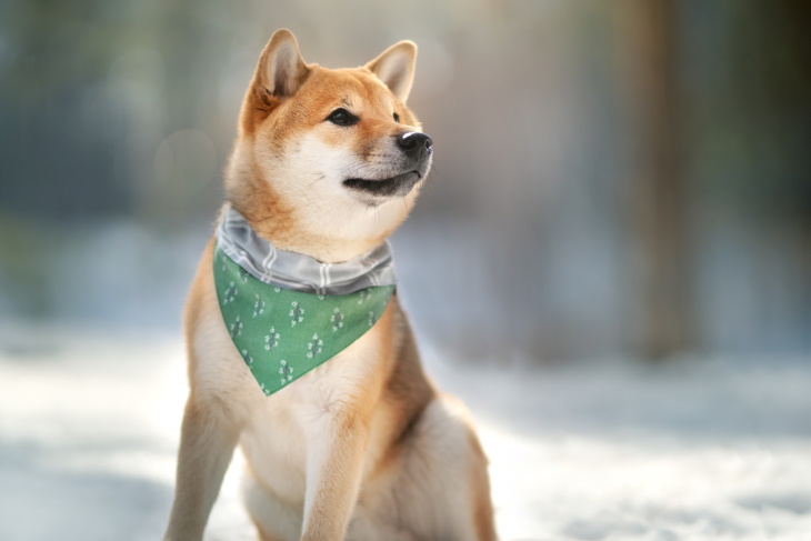 Longest-Living Dog Breeds Shiba Inu