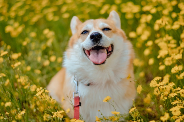 Longest-Living Dog Breeds Corgi