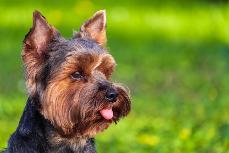 Longest-Living Dog Breeds Yorkshire terrier