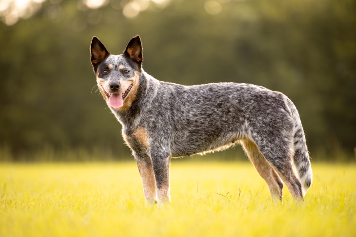 Longest-Living Dog Breeds Australian cattle dog