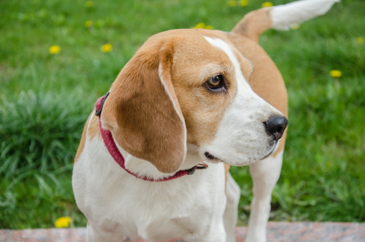 Longest-Living Dog Breeds Beagle