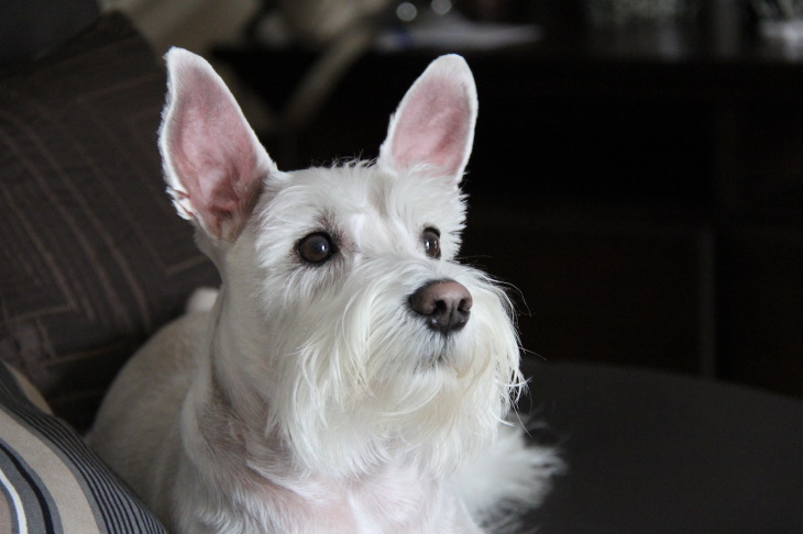 Longest-Living Dog Breeds Miniature Schnauzer