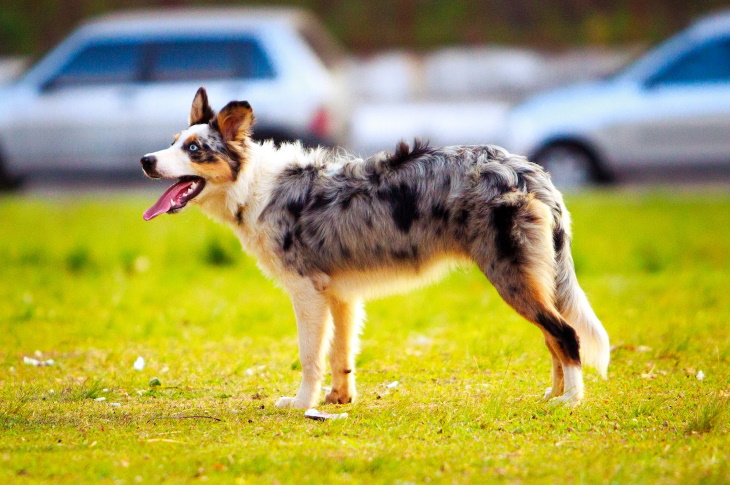 Longest-Living Dog Breeds Australian Shepherd