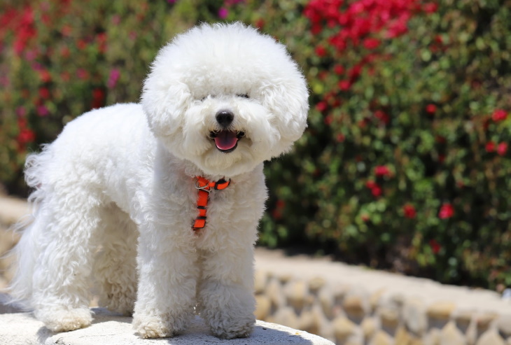 Longest-Living Dog Breeds Bichon Frise