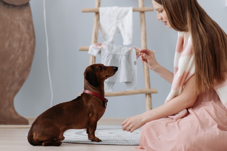 Longest-Living Dog Breeds Dachshund